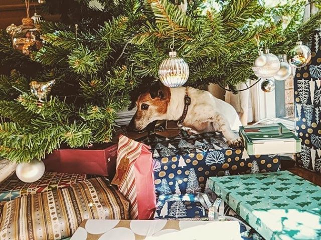 MickyC's tweet image. 'Twas the night before Christmas, when all through the house
Not a creature was stirring, well, maybe just one.... #jackrussellte bit.ly/2Aa9X6U
