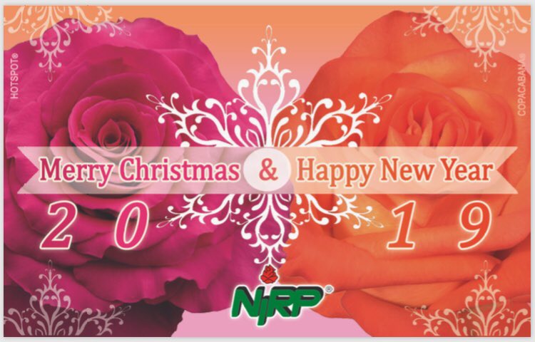 NirpRoses's tweet photo. 🎅🏻🌹🎄 #MerryChristmas from #Nirp 🎅🏻🌹🎄#christmasflowers #roses #gardenroses #florist #Flowers #hotspot #copacabana https://t.co/VuJyYwYPgi