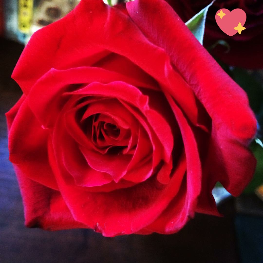 赤い薔薇の花束 赤い薔薇の花束