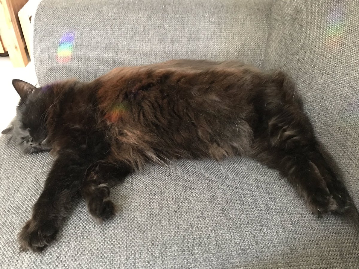 Rainbow kitty 🌈 #Shorty