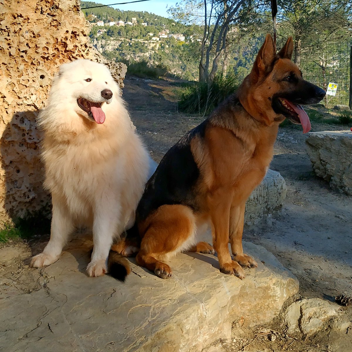 samoyed deutsch