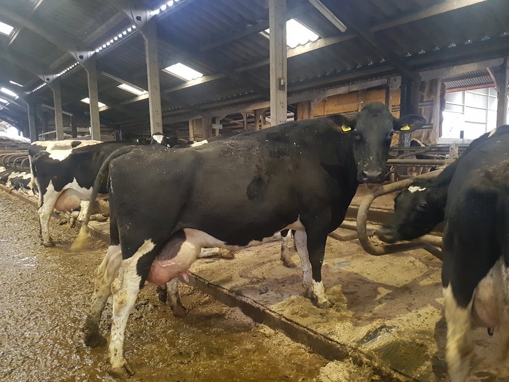 william_b_jones's tweet image. All I want for Christmas is more cows like 195 #procross #supercow