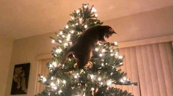 scarycatsmind's tweet photo. 猫さん🐈ツリー🌲 https://t.co/BsqA3yk7Cg
