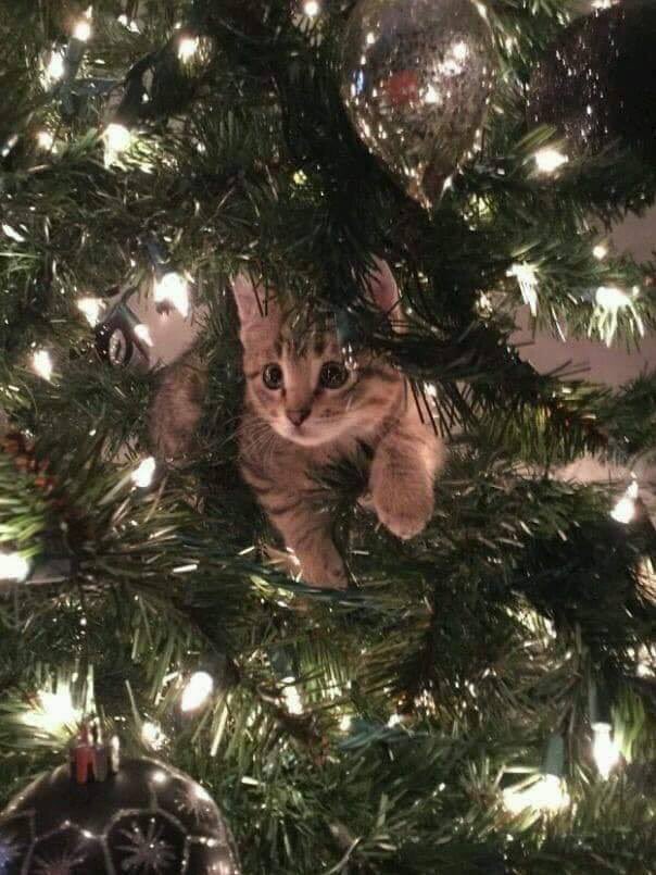 scarycatsmind's tweet photo. 猫さん🐈ツリー🌲 https://t.co/BsqA3yk7Cg
