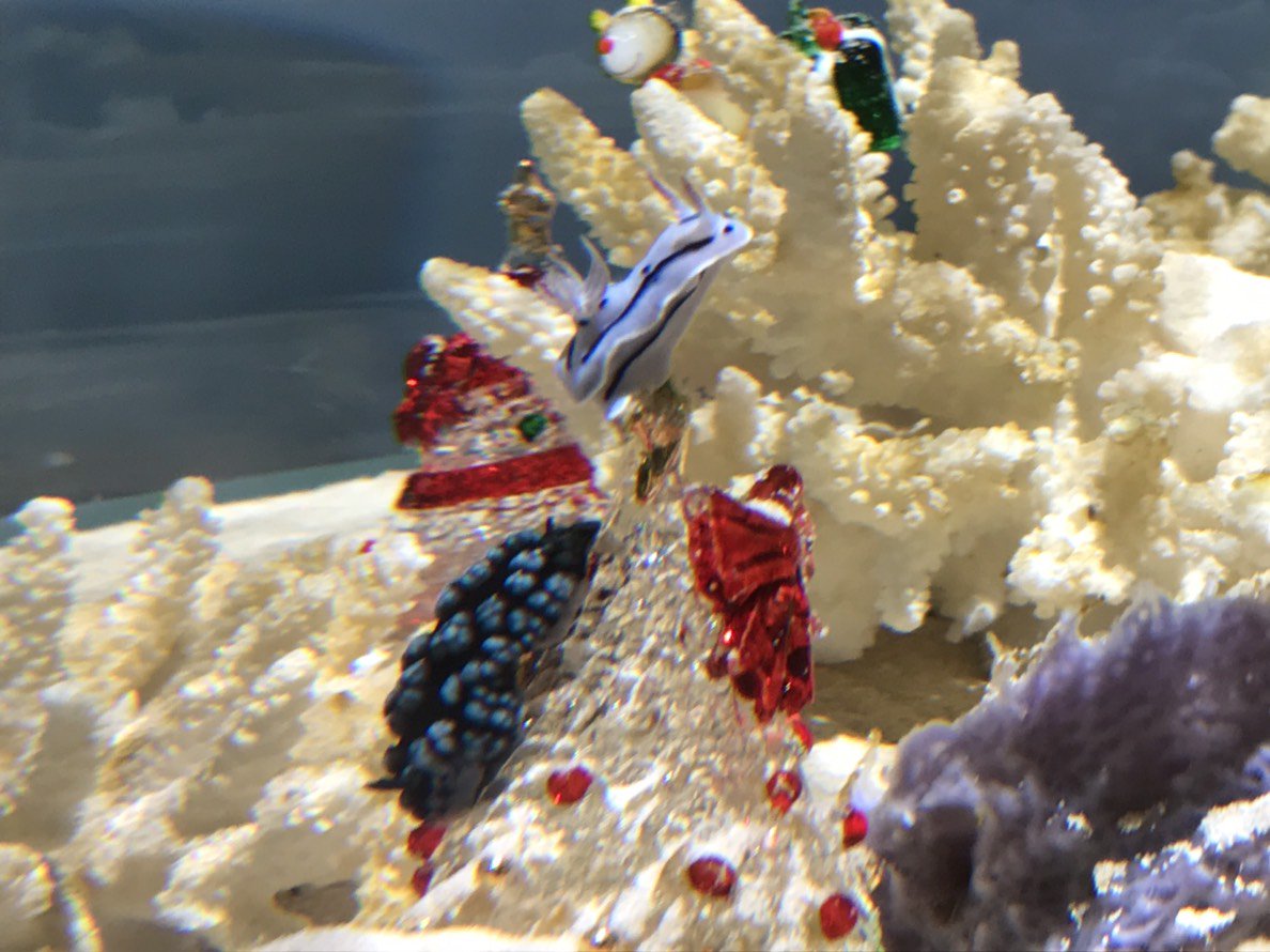 _seaparadise_'s tweet image. シェルリウムもクリスマスの装い😍
水流の当たる場所が好きなウミウシたちはツリーの上に乗ることが多いです🎄
写真映えすること間違いなし✨
 #八景島 #シーパラ #シェルリウム #ウミウシ #LABO2