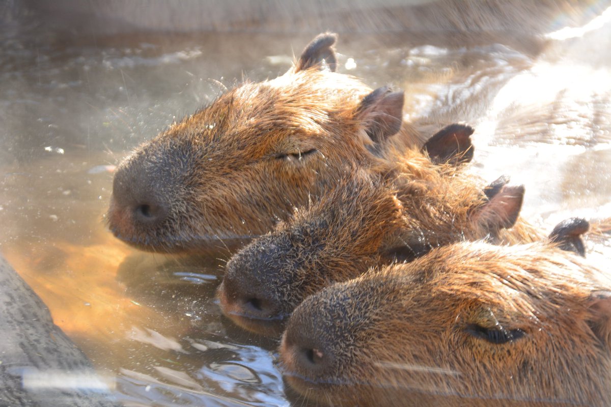 tekosaka's tweet photo. はぁ〜いい湯だな♪
気持ち良さそうだなぁ

今日だけ師走の忙しさを忘れてノンビリさせえもらいました。
さあ明日から晦日まで頑張るよぉ〜

#photography 
#写真好きな人と繋がりたい 
#写真撮ってる人と繋がりたい 
#カピバラ #温泉
#須坂市動物園 https://t.co/GWxZX2WjtE