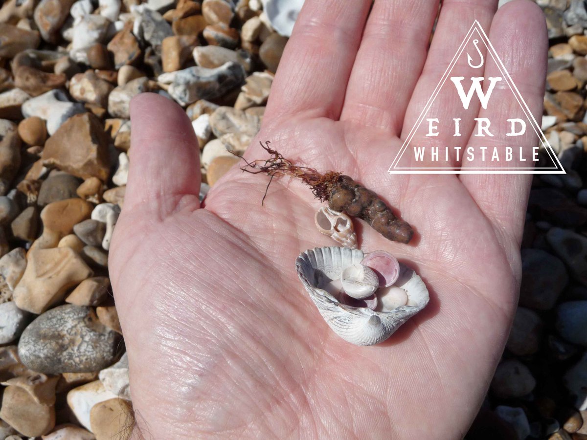 Metal Carrot found on beach!
Here at the Weird Whitstable offices we won't be leaving Santa's reindeer this strange find tonight: it's a metal carrot! 
weirdwhitstable.blogspot.com
#metalcarrot #whitstable #weirdwhitstable #christmas