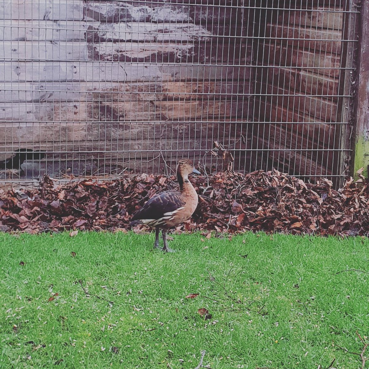 JosieCram's tweet photo. One for my bird watching friends (?!) Anyone know why a Fulvous Whistling Duck from South America just landed in the garden? #askingforafriend @jarrowarrow @ExtraMileme  #ducktales #lostduck #birdwatching https://t.co/0HZbn7tquE
