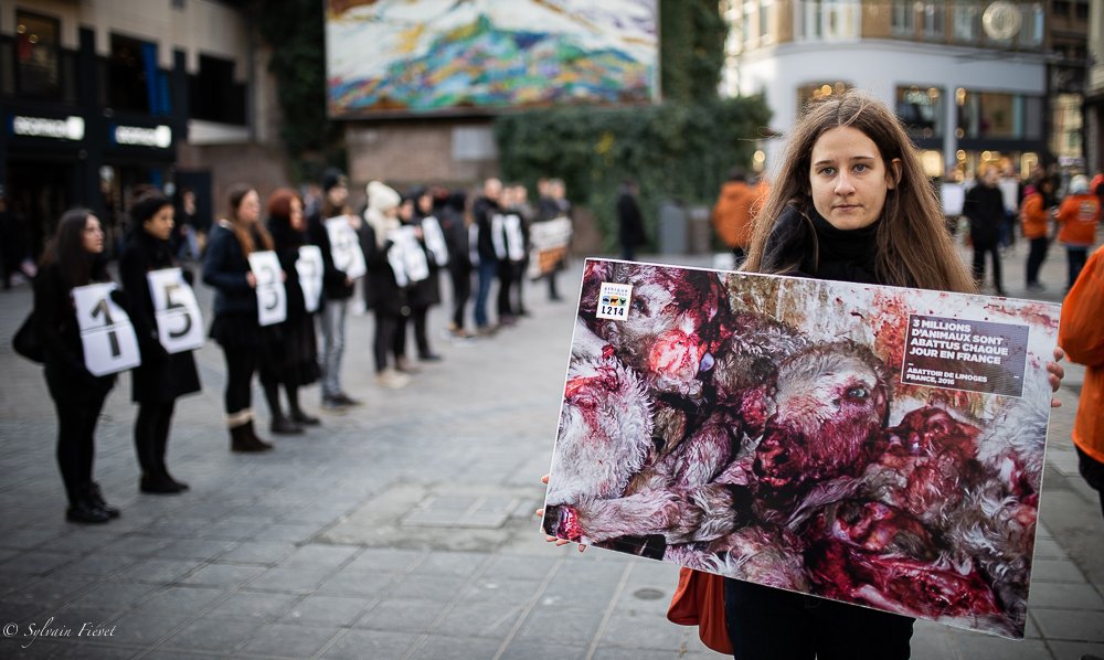 L214's tweet image. Samedi les bénévoles L214 étaient présents dans une douzaine de villes afin de dénoncer l'horreur subie par les 15 milliards d'animaux abattus chaque année en France. #StopAbattoirs

Changeons de regard sur les animaux : vegan-pratique.fr