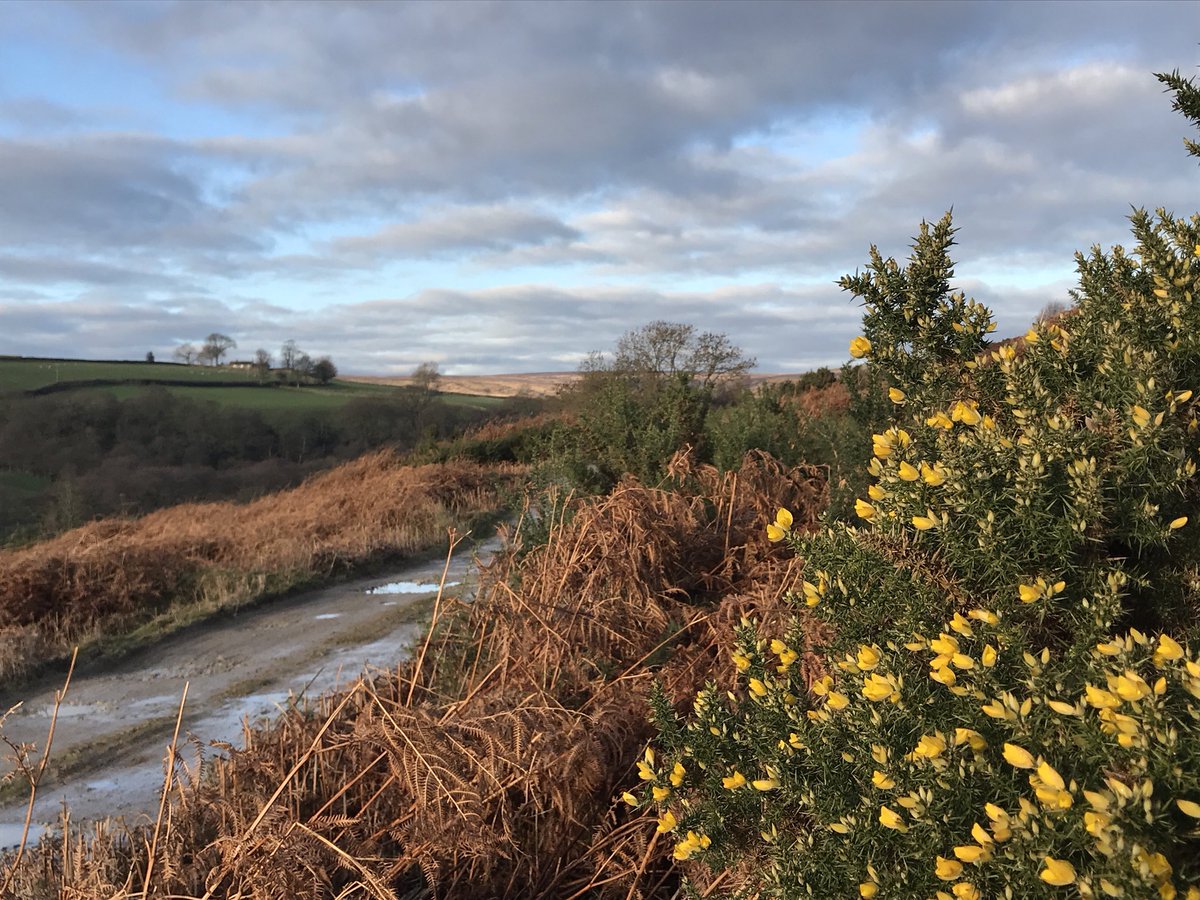 AndrewWappat's tweet photo. Yes! Spring is in the air. Gorse is blooming. Blue skies. Sunshine. Always positive after the Solstice! #findingcolour #darkmonths https://t.co/bn7MGRCqVV