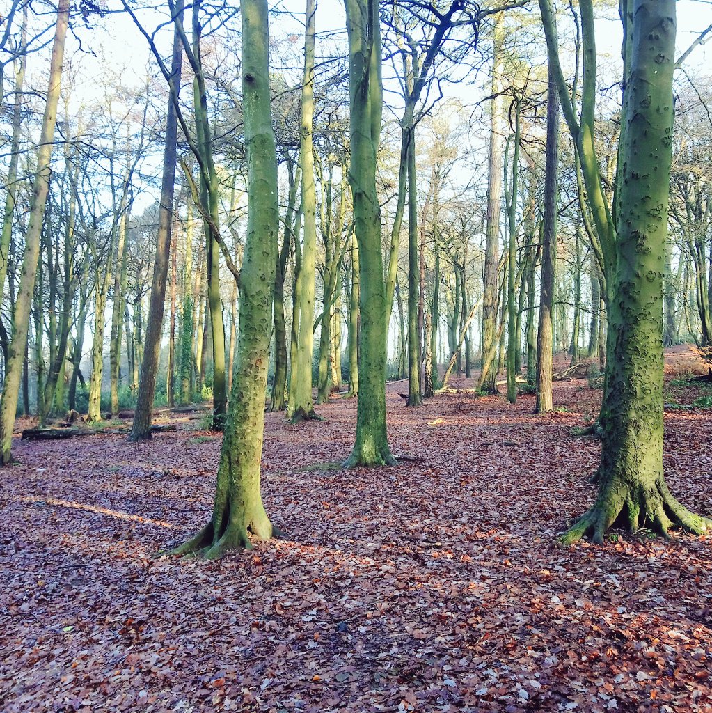 A bracing walk in the woods