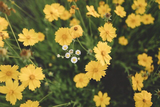 الزهر أُُصُيٌبَ🌦️💛💛💛🌿
حيث إن كان هناك حوالي خمسين من أصدقائه يقفزون ويهزجون مردّدين بصوت واحد أهلاً بك يااااااااااااااا صديقنا العزيز وكانوا جميعاً قد قاموا بحلق شعر رؤسهم تَضامُنً مع صديقنا الذي قد أصُيب بداء السرطان هو ممتن لهم كثيرًا حينها 🌈