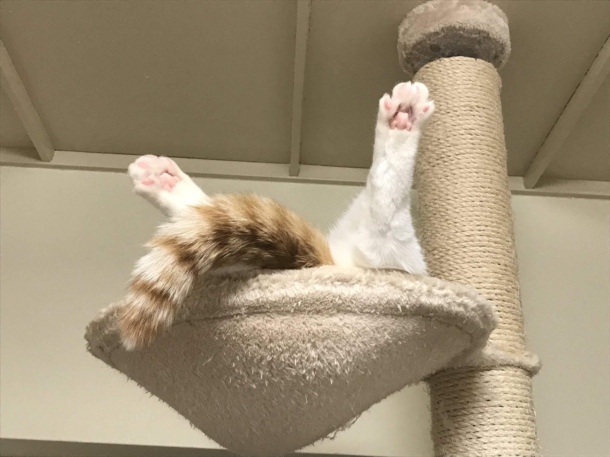 神猫 猫神セヨ 🐈‍⬛🫂 (@nekogamiseyo) / X