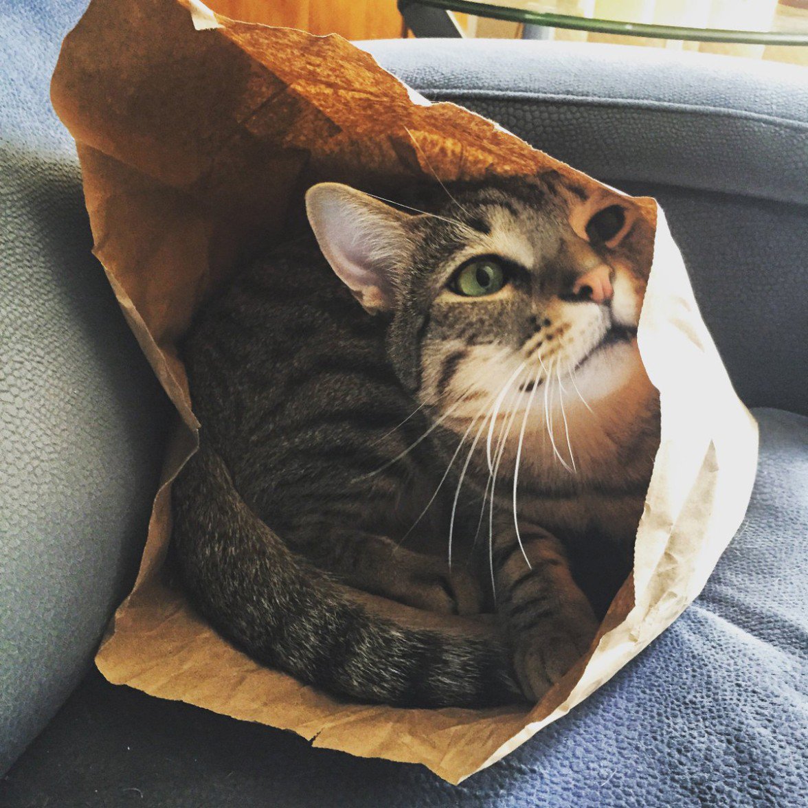 CatSurge tweet media