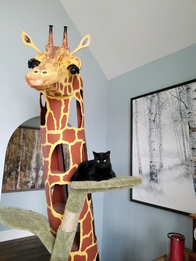 SqPaws's tweet photo. Pics of our #giraffe #cattower in the completed home with her feline companion, Ziggy. #CatsOnTwitter #squarepaws #artthatcatsdreamof https://t.co/rFO8z3QQOj