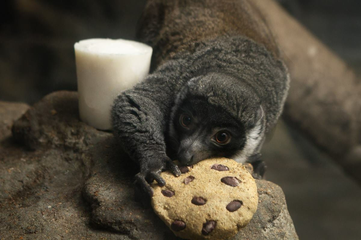 Saint Louis Zoo on Twitter "Looks like the residents of the Primate