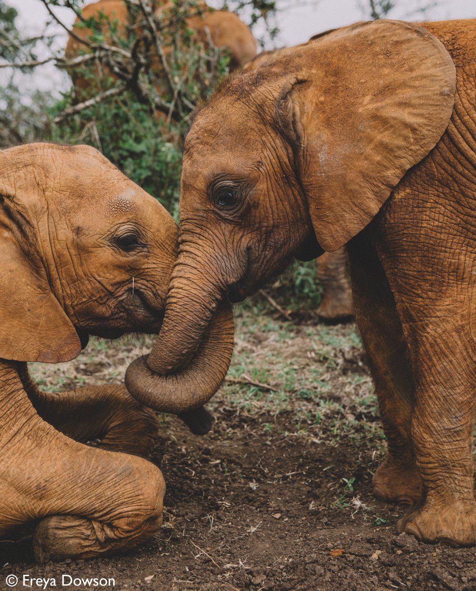 SheldrickTrust tweet picture