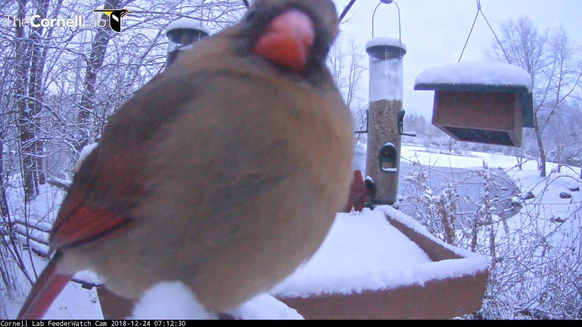 FeederWatchCam's tweet photo. 07:12, 12/24 ..... she's just too cute! #cornellfeeders https://t.co/I10EYMZh4P