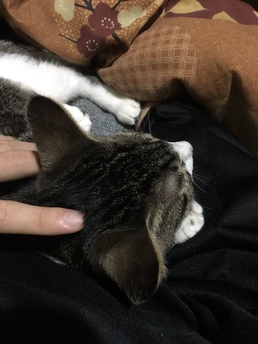 しんちょくダメです 