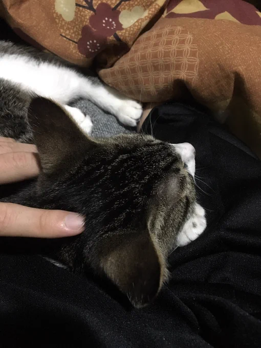 しんちょくダメです 