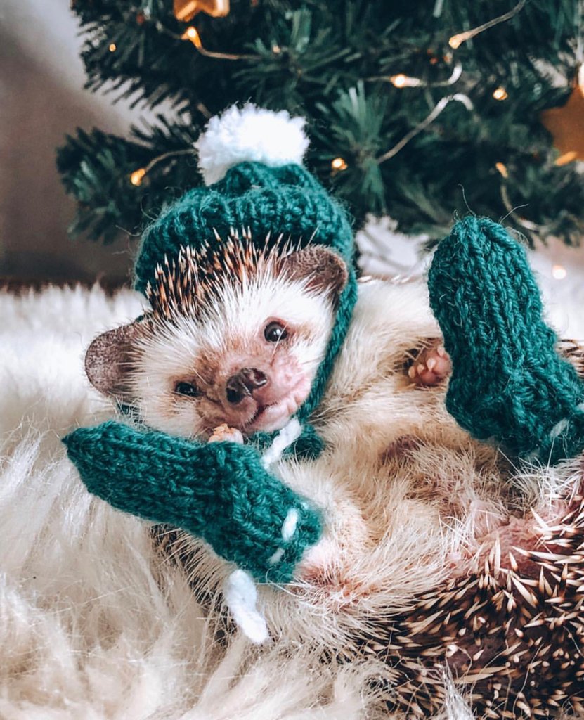 Mood #cozy 🦔❄️
📸<a href="/mr/">mr</a>.pokey