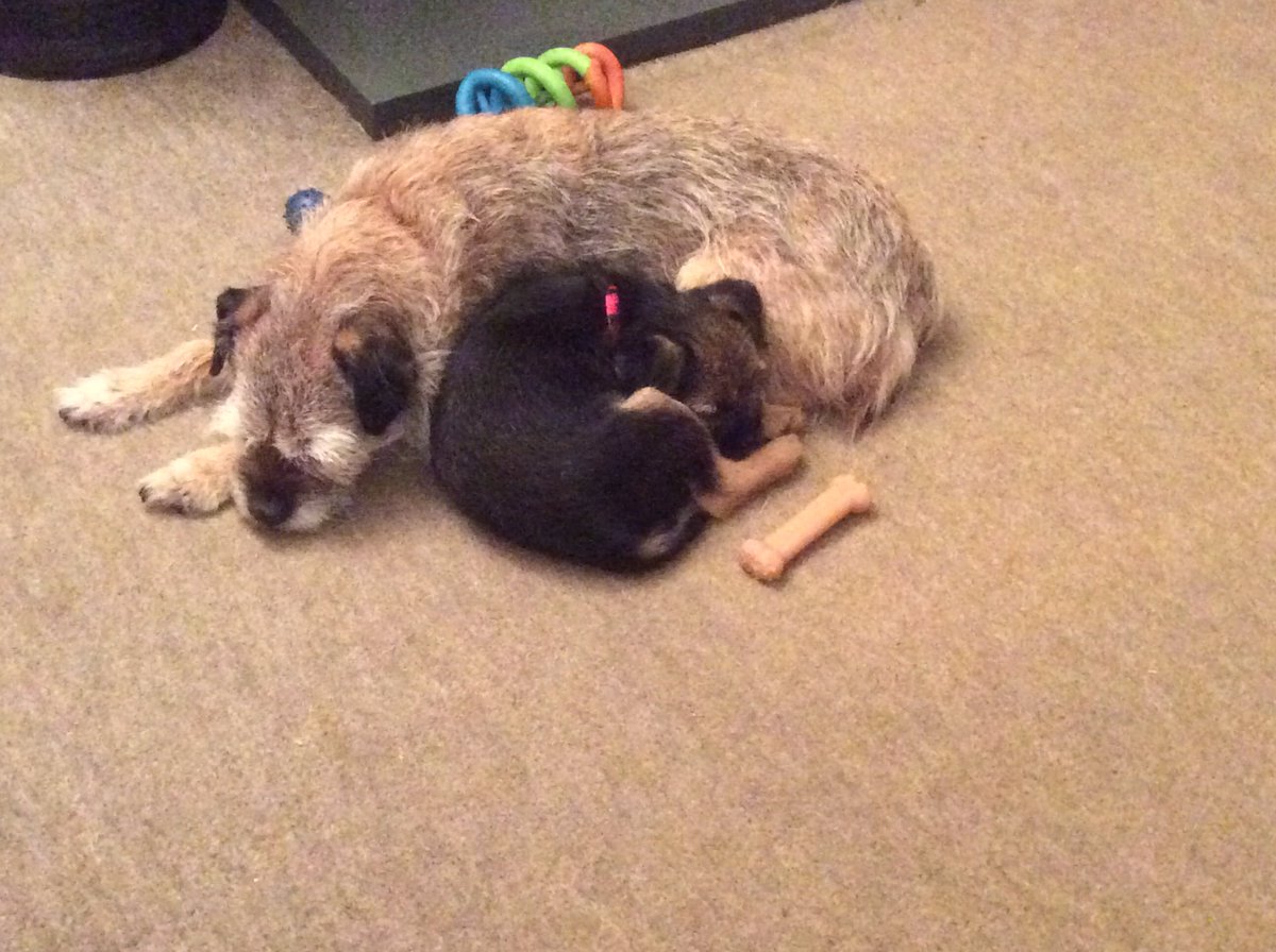 gardenborder's tweet image. Introducing the little wriggly thing called Sula who arrived unannounced last week &amp;amp; still hasn’t gone away! Has pinched all my toys but I can pinch her food on the sly. #btposse