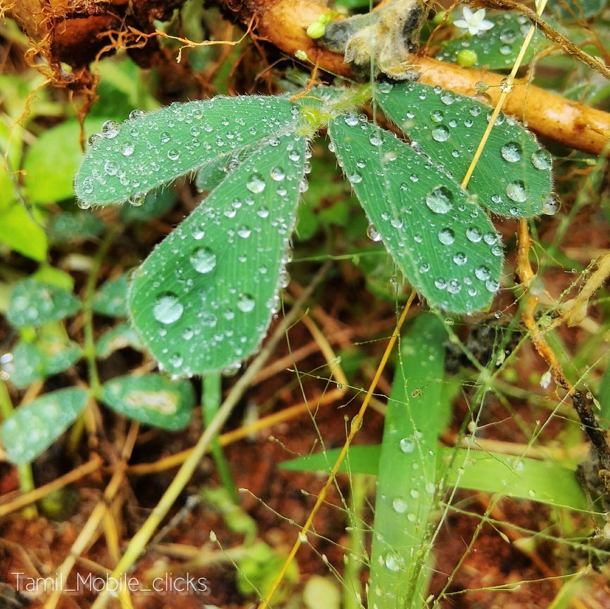 Tamizh_Twtz's tweet image. #Rainyclick😋
#8mp📷
#noedits_nofilters😏
#Tamil_mobile_clicks🙏