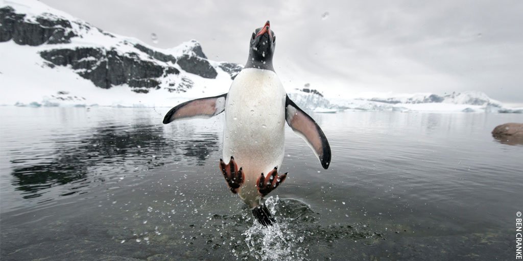 WWF UK tweet media