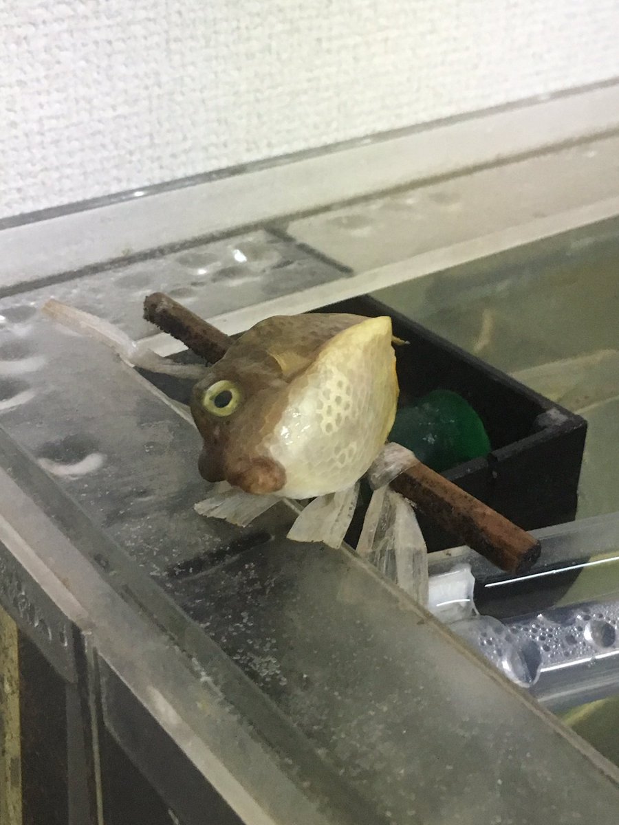 房総のアクアリスト 家に帰ったら 2年間飼育していたハコフグが自殺してました ハコフグにこんな自殺の仕方があるのか