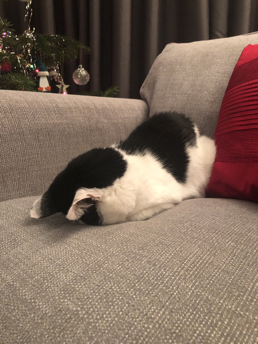 chloezak's tweet photo. Is my cat broken? https://t.co/tC8VBmTWwU