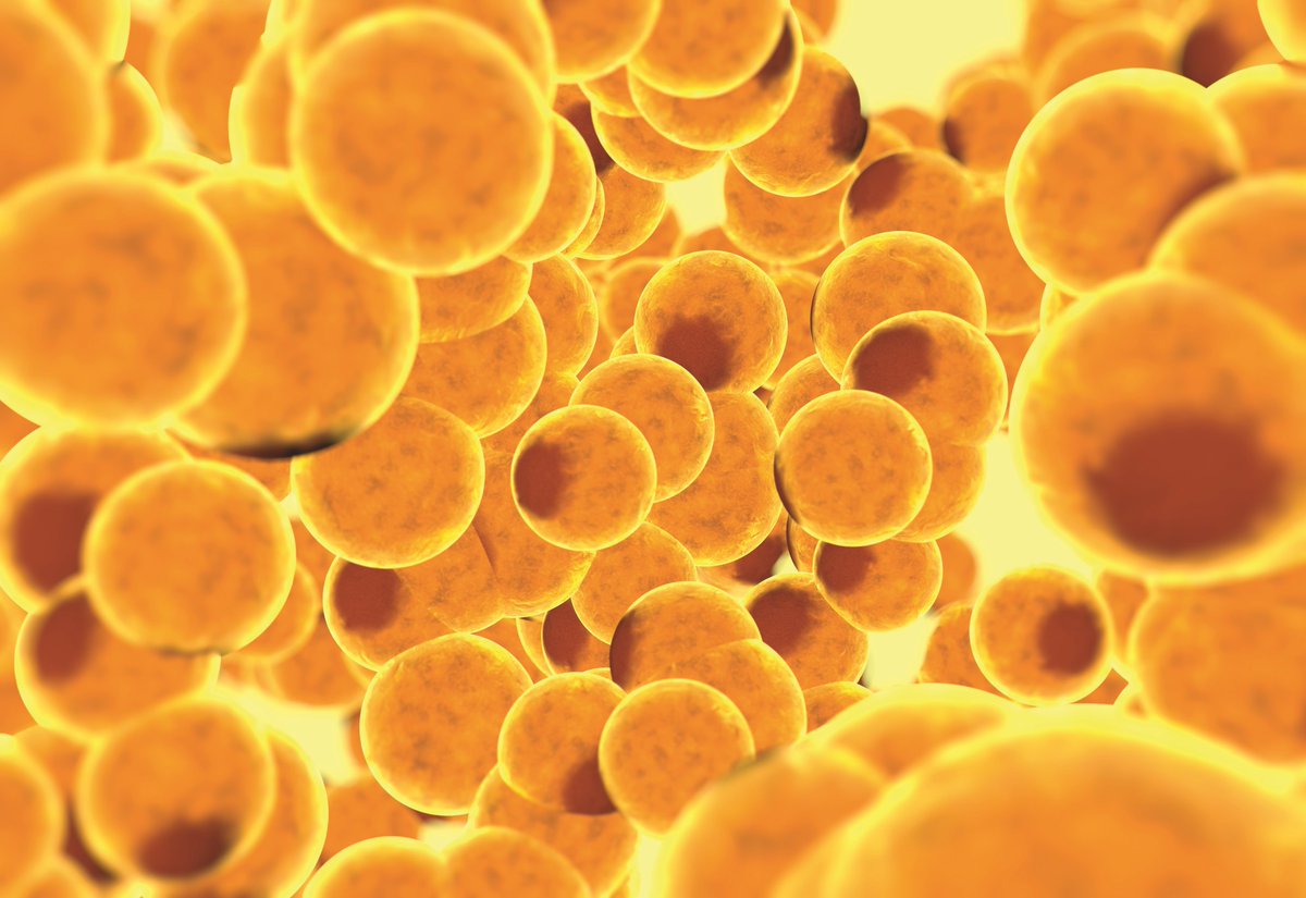 Lipogems1's tweet photo. Fat’s where it’s at
#Fact: Your fat cells contain so many types of cells including progenitor cells, muse cells, preadipocytes, and much more. Learn about how powerful fat really is! Visit https://t.co/TQJdx9Cxfc https://t.co/D6aLVbM1aP