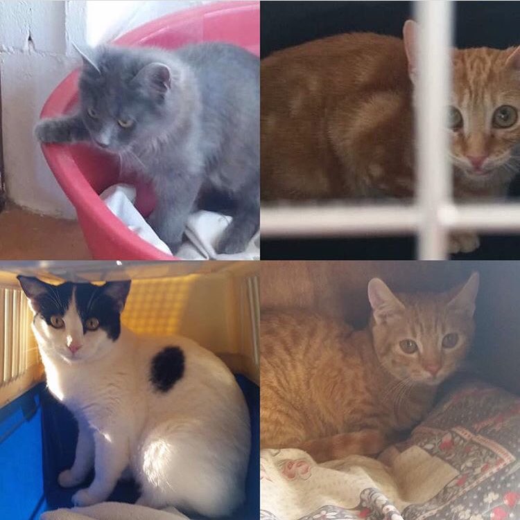 Talacats's tweet image. Rehomes 712, 713, 714 and 715 .. 4 babies went to Paphos Airport for their flight to Gatwick. Tala mouse is joining Kay Bevan, Tala 3 is joining Craig Lambourn, Annie is joining Jake Ayres and Howie is joining Kirsty Louise. Thankyou all so much! 😻 #rehomes #CatsOfTwitter #cats