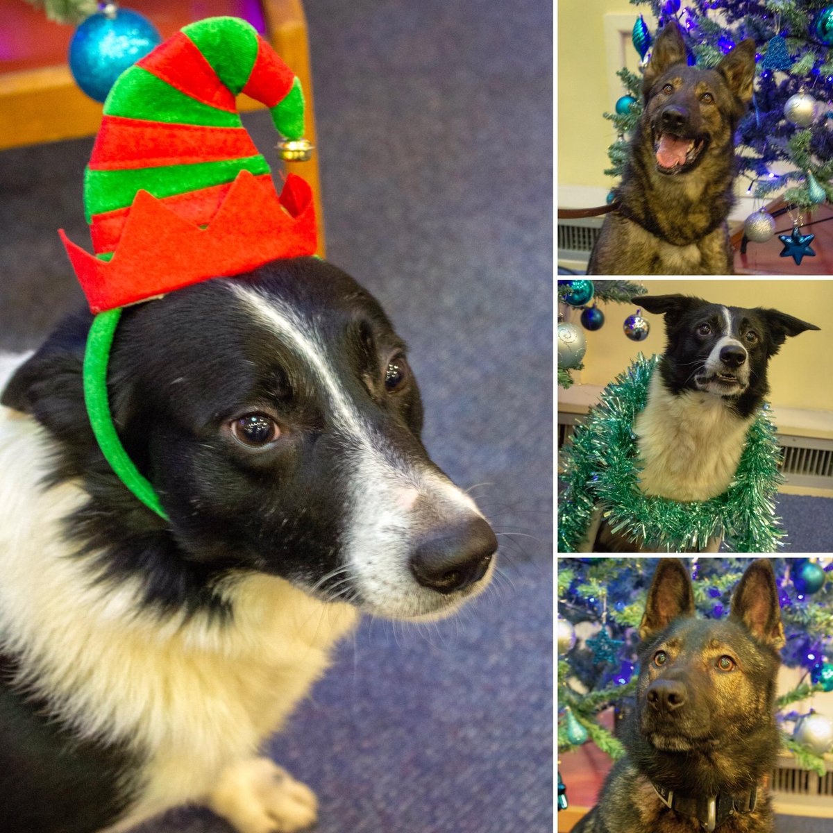 Is anyone missing a Christmas elf? Oh no, it’s just PD Ollie looking fetching in his elf hat! 🎄 PD Ollie, PD Wish, PD Ozma and the rest of @GPdogsection wish everyone a very merry Christmas!