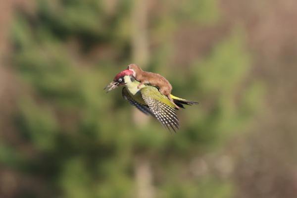 Weird_AnimaIs's tweet photo. A remarkable photo captures woodpecker flying with weasel on its back in Essex park.

(Photo: Martin Le-May) https://t.co/kGvNNjntwX