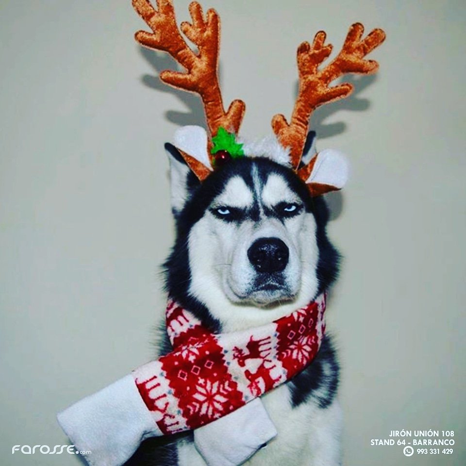 FarosseStore's tweet photo. #FelizNavidad inmundo animal !
🎄🎄🎄
.
.
.
.
HOY ATENDEMOS DESDE LAS 12 !
Estamos en @la.feria ( Jr Unión 108 - Barranco )
#PiensaLocal #ApoyaLocal #CompraLocal
.
.
.
.
.
#followme #f4f #like4like
#farosse 
#xmasishere #december
#diciembre #monday #mipobreangelito #homealone https://t.co/jXuUHH7fGs