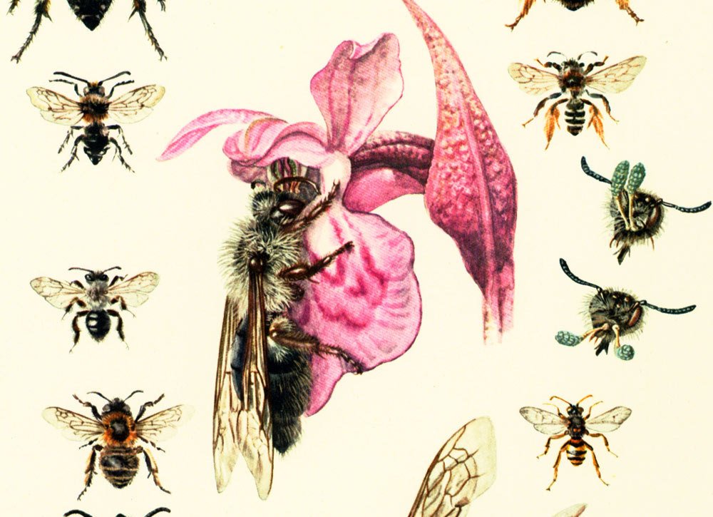 sofrenchvintage's tweet photo. 1960 Vintage Bees Print. Apoidae Illustration. Insect. Entomology. Natural History. https://t.co/2O1mZhT7cz #Etsy #sofrenchvintage #BeeArtPrint https://t.co/PWI3eW12mN