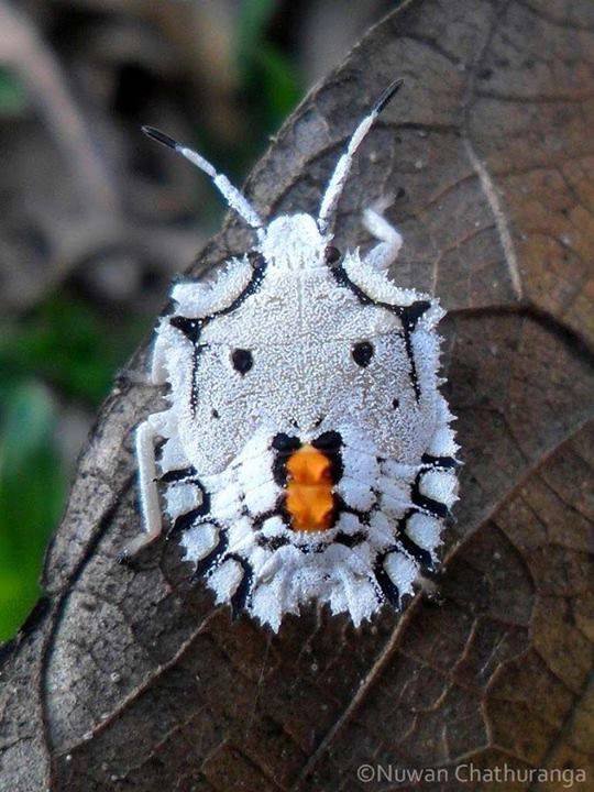Weird_AnimaIs's tweet image. An awesome shield bug from Sri Lanka.
(Photo: Nuwan Chathuranga)