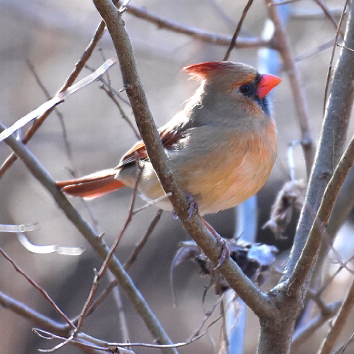 #northerncardinal #your_best_birds #nuts_about_birds #bestbirdshots #bb_of_ig #kings_birds #bird_brilliance #feather_perfection #birds_adored #pocket_birds #planetbirds #thebirdingsquad #birdsandblooms #birds_illife #birds_captures #nature_worldwide_birds #total_birds