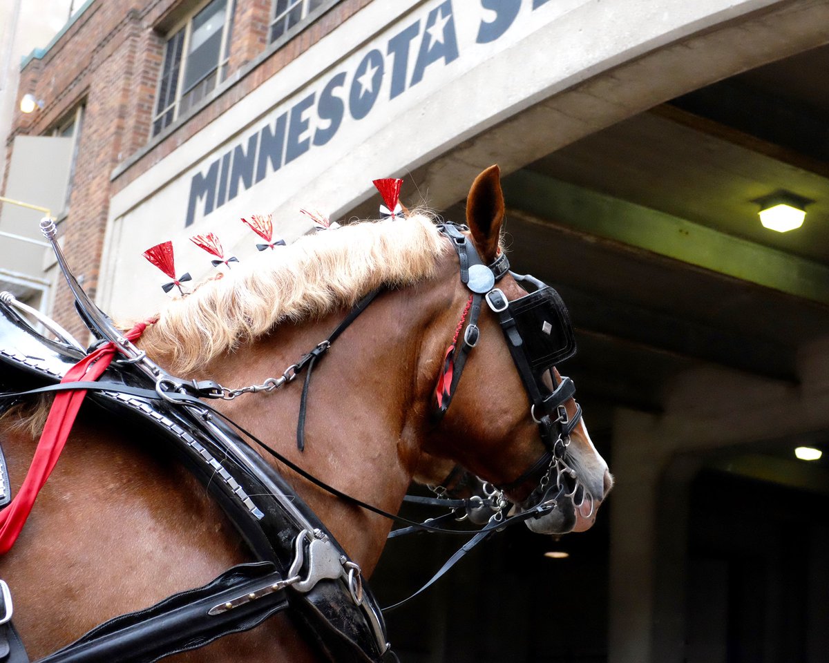 mnstatefair's tweet photo. Our 2018 livestock & horse shows were some of the best yet. Built on the foundation of agriculture, we were thrilled to host 3,927 horse entries, 6,723 open class livestock entries, 3,369 @MNFFA entries and 2,868 @MN4H livestock entries at this year’s State Fair! #MSFReflections https://t.co/eh1kkb2Msa
