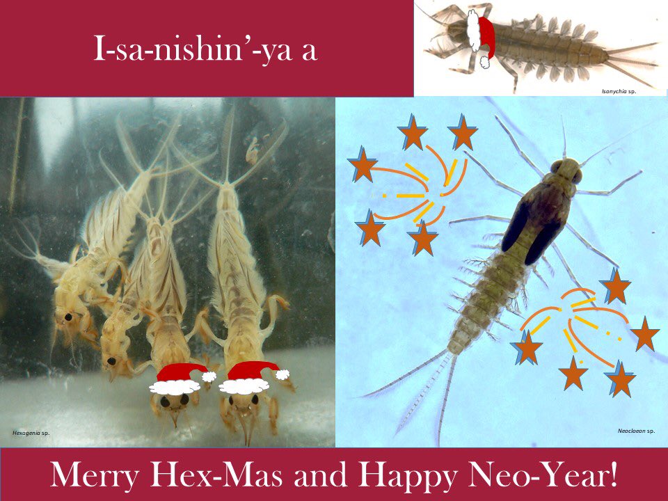 BugsrockT's tweet photo. Happy holidays! #buggeek #mayflies https://t.co/QjUXan4ifK
