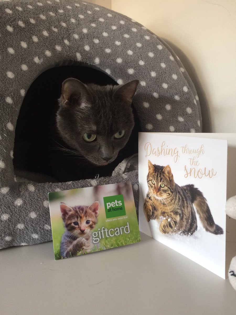 bluekittenshq's tweet photo. 🐾fankyoo sooo much @alfiecatuk @ozziecat1 for dis lovely card & da gift card, I instwucted humom buy lots of prezzies fwom @PetsatHome 😽😽😽have a 🎄Meowwy Catmause and Wonderpurr New Year 🎄🐾❤️#HugoXmas🎄🐾❤️ https://t.co/Vvam3bGN06