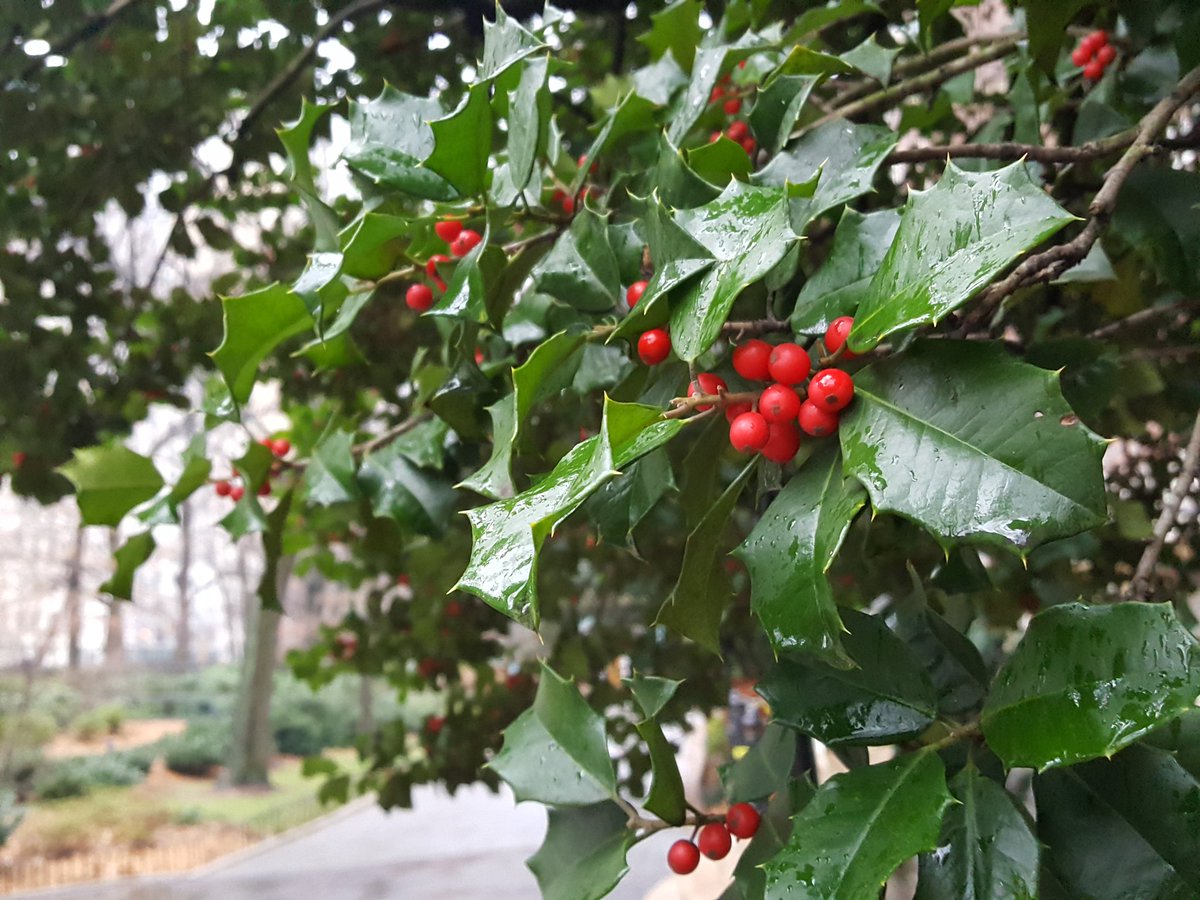 Boughs of holly in The Park in the rain.
