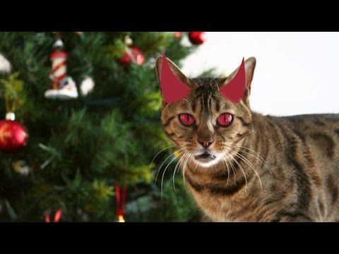 rosecoraperry's tweet photo. Merry #ChristmasEve friends! Hope you've been nicer than these naughty little #felines: #CatsVsChristmasTrees the epic battle continues: https://t.co/8vye0dI1Hl

#ChristmasCat #ChristmasTreeFail #CatVsChristmas #CatLover #CatPerson #TeamCat #ChristmasCats #XmasEve #SantasComing https://t.co/i2A0sBJIzt