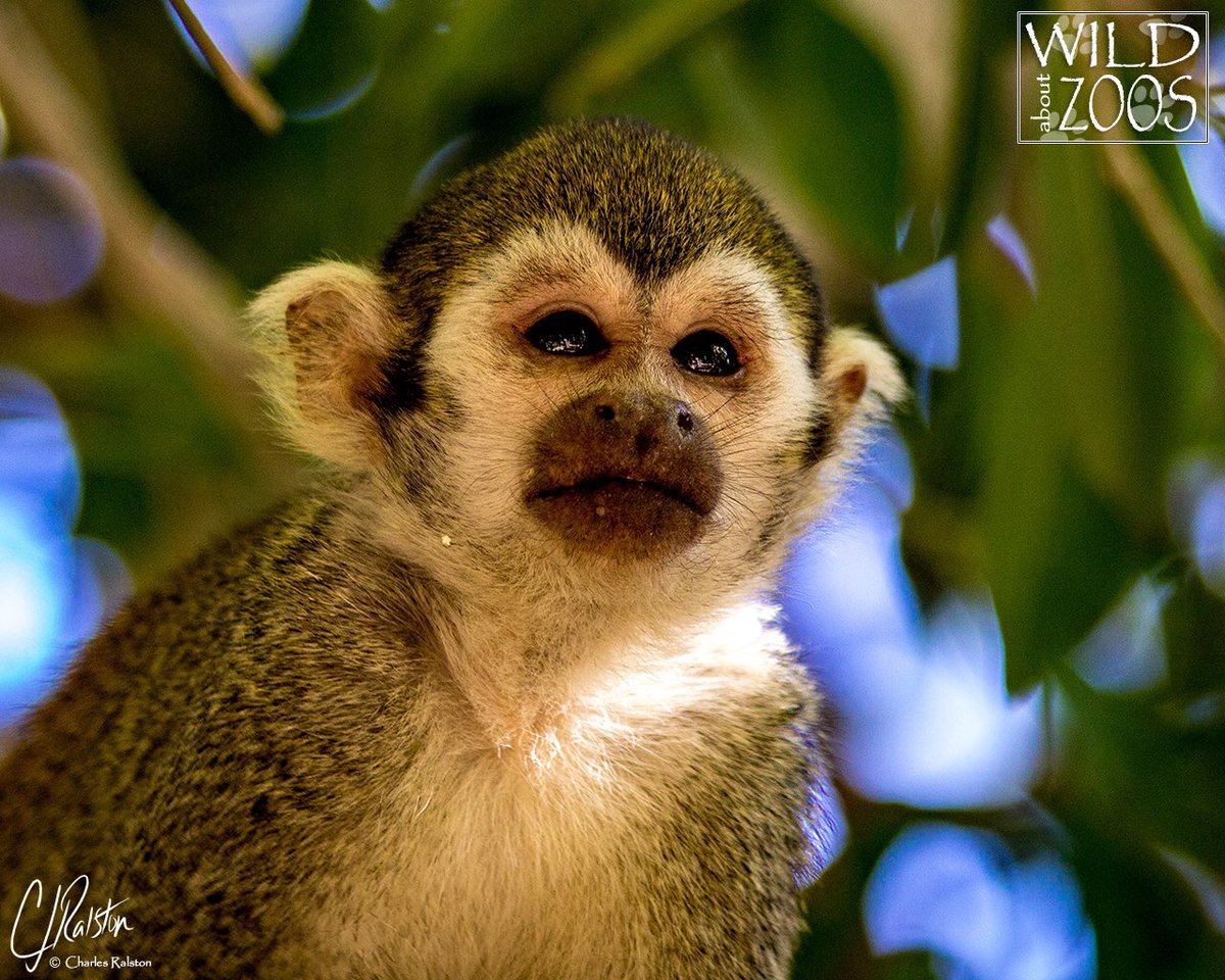 wildaboutzoos's tweet photo. #commonsquirrelmonkey #squirrelmonkey #monkey #smallmonkey #wildanimals #zoos #zoophotography #animalphotos #animalphotography #animalsofinstagram #animalpics #awesomephoto #awesomepics #ultimate_wildlife #animals #nature #naturelovers #wildlifephotography #phoenixzoopho https://t.co/1yfaY5qmRr