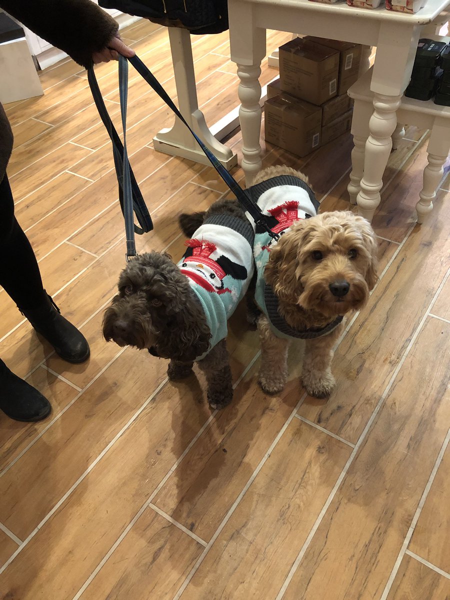 More festive guests! Brodie and Heath making our day! #festivepooch #christmas #ilkley