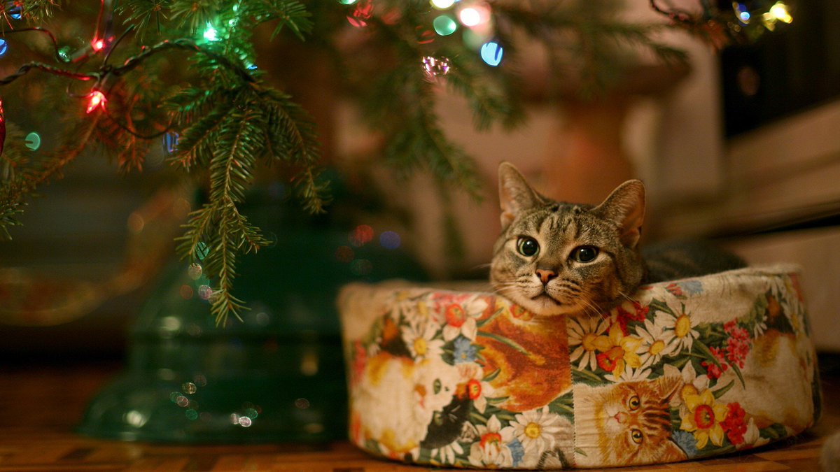 Wishing everyone &amp; their furry friends a very Merry Christmas. Please keep pets safe indoors after dark over the holidays &amp; stay vigilant around all pets kept outside #CatsOClock #UKCatKiller #ChristmasEve #Christmas #MerryChristmasEve #MerryChristmas #Xmaseve #ChristmasDay #Xmas