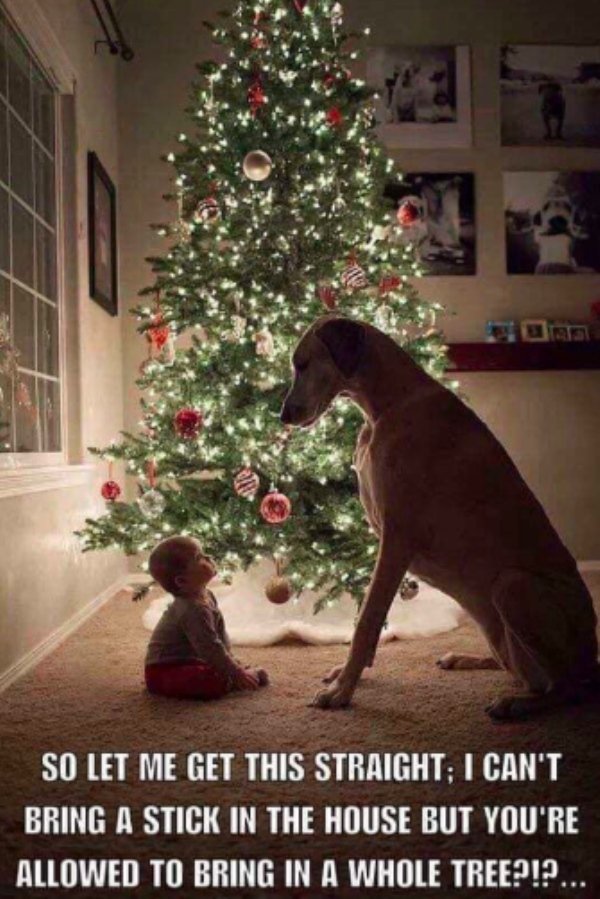 theCHIVE's tweet image. Sadie makes a good point. 🐶