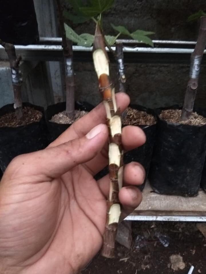 TrigonaSeno's tweet photo. Kadang juga harus memperbaiki sesuatu yg sdh lama.
Bukan karena buruk, tetapi lebih kepada perbaikan kualitas.
Itulah hidup....
Waktu berlalu dan harus maju untuk membaik.
Sesekali menoleh kebelakang agar bisa menguatkan rasa syukur dan menikmatinya.
#ituh https://t.co/QE4OwHwZuV