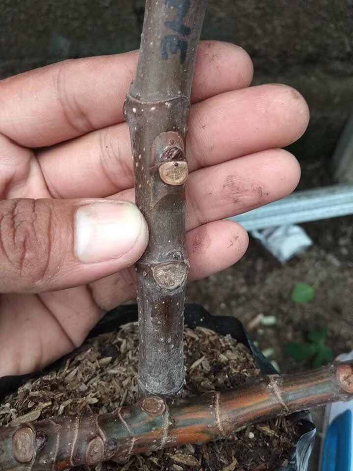 TrigonaSeno's tweet photo. Kadang juga harus memperbaiki sesuatu yg sdh lama.
Bukan karena buruk, tetapi lebih kepada perbaikan kualitas.
Itulah hidup....
Waktu berlalu dan harus maju untuk membaik.
Sesekali menoleh kebelakang agar bisa menguatkan rasa syukur dan menikmatinya.
#ituh https://t.co/QE4OwHwZuV