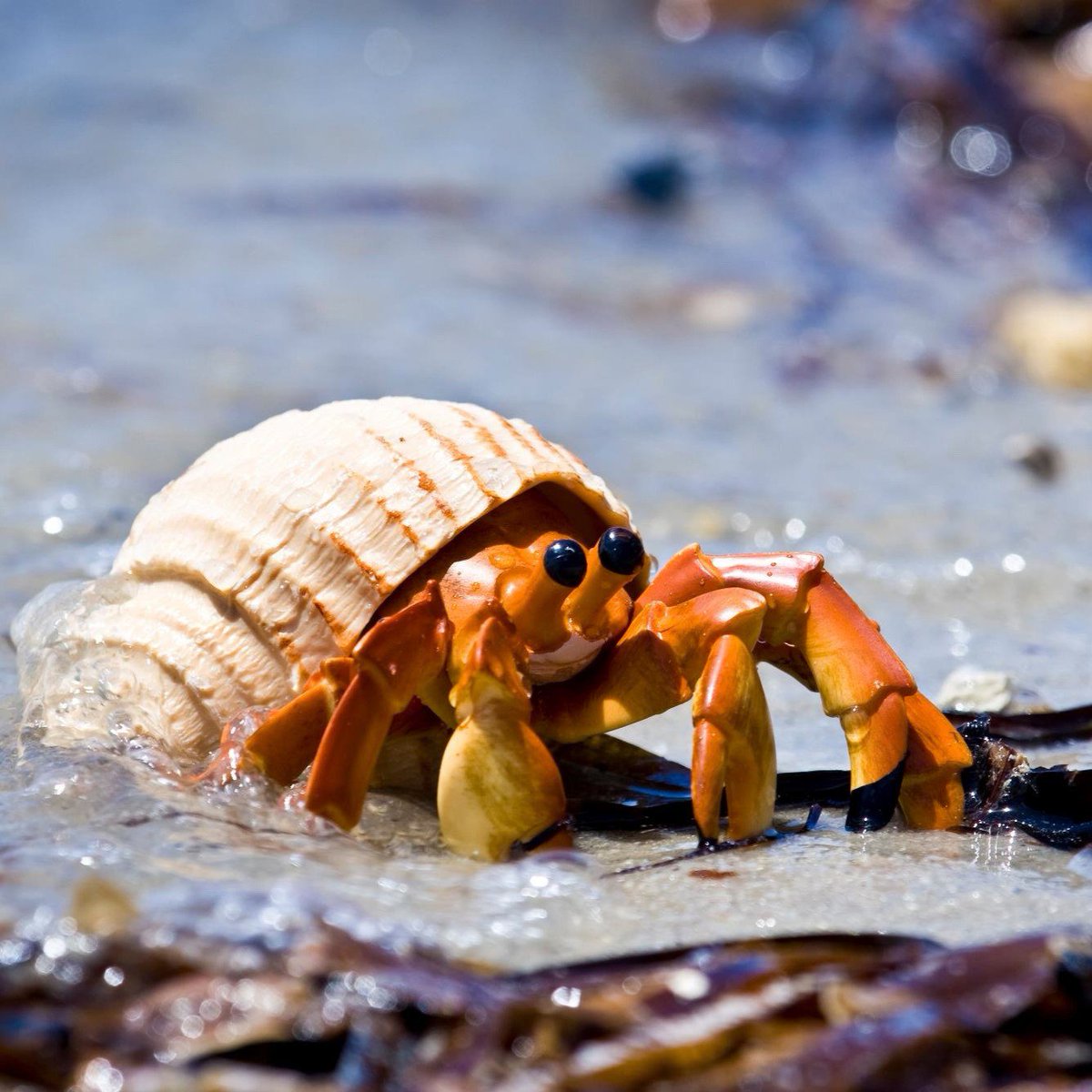 SafariLtd's tweet photo. Fun fact from our friends at @MontereyAq: Hermit crabs move into larger shells as they grow, fighting with other hermit crabs for the shells if necessary. https://t.co/rulsSOzaYL #SafariLtd #LOVESafari https://t.co/Ib8V9ZV9ys